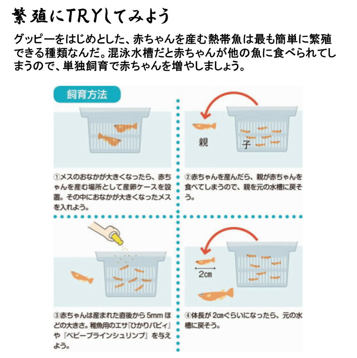 楽天市場 お買い得2ペア 人気熱帯魚 国産グッピー フル ゴールド グッピー ペア販売 サイズ アダルト 2ペア 生体 観賞魚 死着保証あり Matsuyoshi World