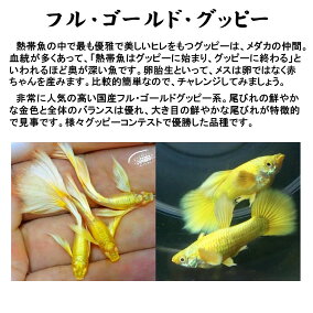 楽天市場 観賞魚 人気ランキング1位 売れ筋商品