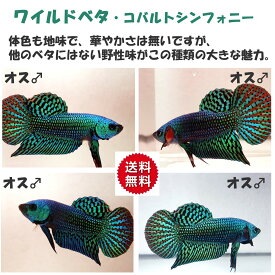 楽天市場 ベタ プラガットの通販