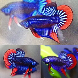 【送付無料・お買い得・珍品数量限定】ベトナム極上ブルーインベリス ショートテール(ワイルドベタ) （1ペア=オス1匹＋メス1匹）重要:死着保証　熱帯魚