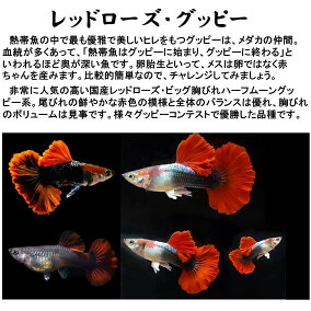楽天市場 観賞魚 人気ランキング1位 売れ筋商品
