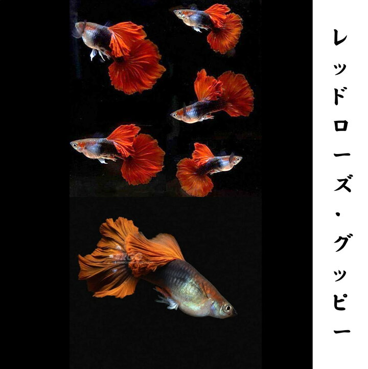 女性が喜ぶ 熱帯魚 グッピー 国産レッドグラスグッピー アダルトサイズ 4ペア Alice Com Ve
