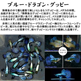 楽天市場 観賞魚 人気ランキング1位 売れ筋商品