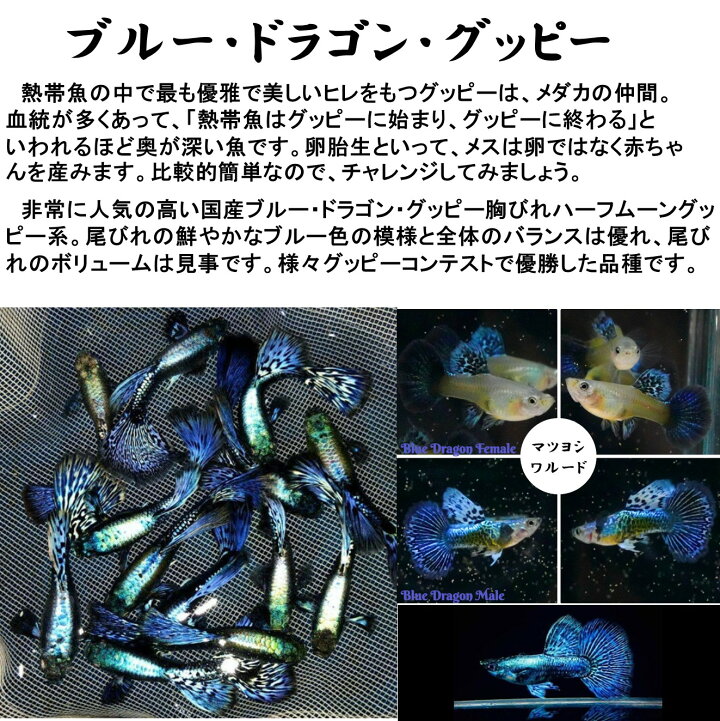 楽天市場】【送付無料・お買い得】ブルードラゴン・グッピー ※ペア販売 