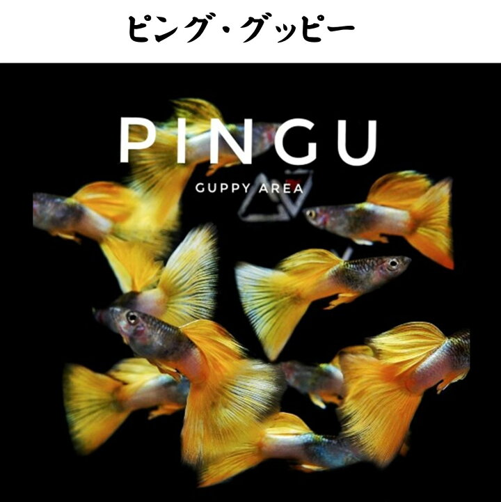 超格安価格 熱帯魚 グッピー 国産rreaドイツイエロータキシードグッピー アダルトサイズ 1ペア Shipsctc Org