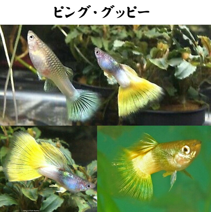 Sale Off 熱帯魚 グッピー 国産ドイツイエロータキシードグッピー アダルトサイズ 5ペア Shipsctc Org