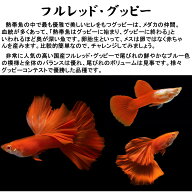 【送付無料・お買い得】珍品数量限定】フルレッド・グッピー ※ペア販売 ■サイズ：アダルト (2ペア)[生…