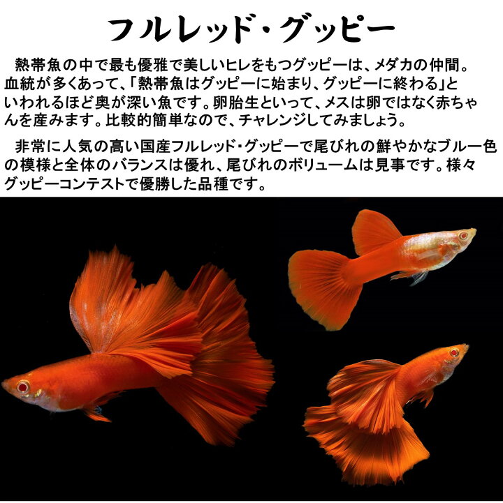 楽天市場】【送付無料・お買い得】珍品数量限定】フルレッド・グッピー 