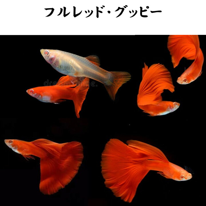 楽天市場】【送付無料・お買い得】珍品数量限定】フルレッド・グッピー 