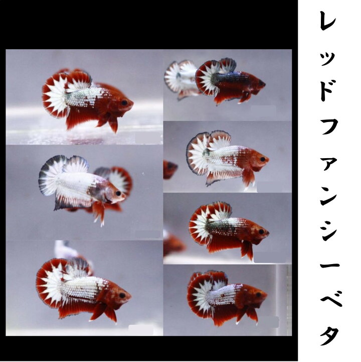 楽天市場 お買い得 国産熱帯魚 レッドファンシーベタ オス おまかせ １匹 生体 ベタ 観賞魚 死着保証あり Matsuyoshi World