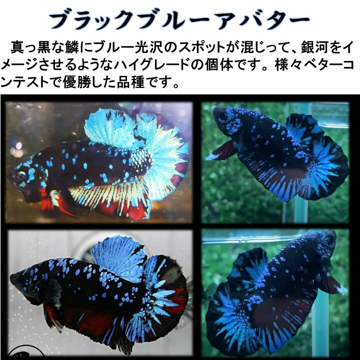楽天市場】【送付無料・お買い得・レビュー記入キャンペーン実施中 鯉 