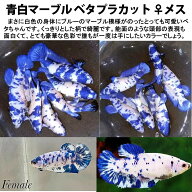 【送付無料・お買い得】ベタ 青白マーブル プラカット メス♀ おまかせ （2匹）[生体] ベタ 観賞魚 熱帯魚