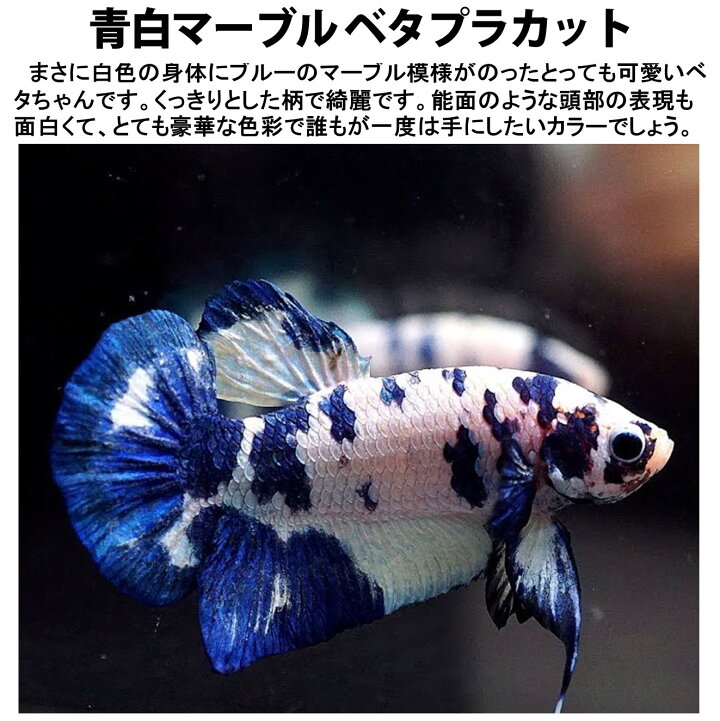 楽天市場】【送付無料・お買い得】ベタ 青白マーブル プラカット オス 