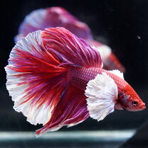 楽天市場】ベタ メス（観賞魚の生態環境淡水）（熱帯魚・アクアリウム 