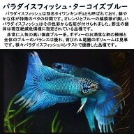 【送付無料・お買い得】【珍品数量限定】パラダイスフィッシュターコイズブルー  ※ペア販売 ■サイズ：…