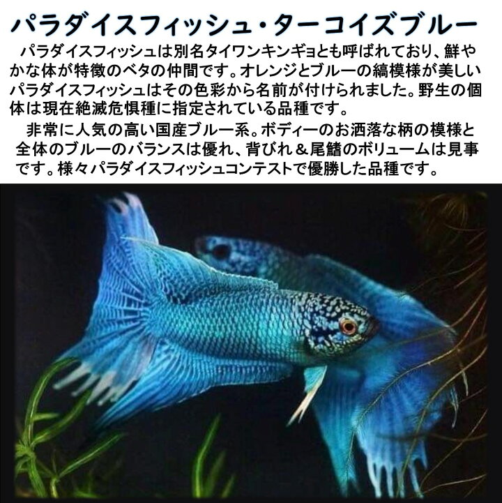 楽天市場】【送付無料・お買い得】【珍品数量限定】パラダイス 