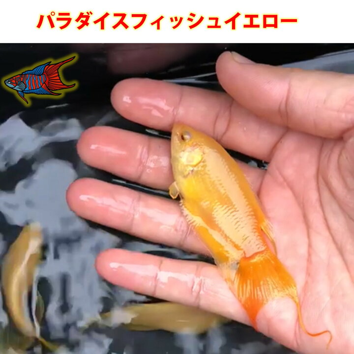 楽天市場】【送付無料・お買い得】【珍品数量限定】パラダイス 