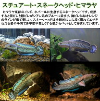 楽天市場】観賞魚（種（観賞魚）スネークヘッド,アロワナ）（熱帯魚 