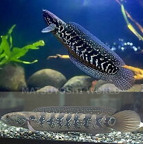 楽天市場】熱帯魚 大型 スネークヘッドの通販