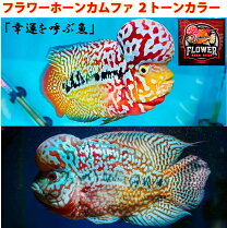 フラワーホーン 熱帯魚 9cm 雄