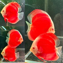 楽天市場】アルビノ 販売（種（観賞魚）ディスカス）の通販