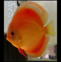 楽天市場】ディスカス 5匹（熱帯魚・アクアリウム｜ペット・ペット 