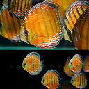 【送付無料・お買い得】スーパーレッド・クイプア・ディスカス （2匹セット） ■サイズ：8〜10cm (2匹)[生体] 観賞魚…