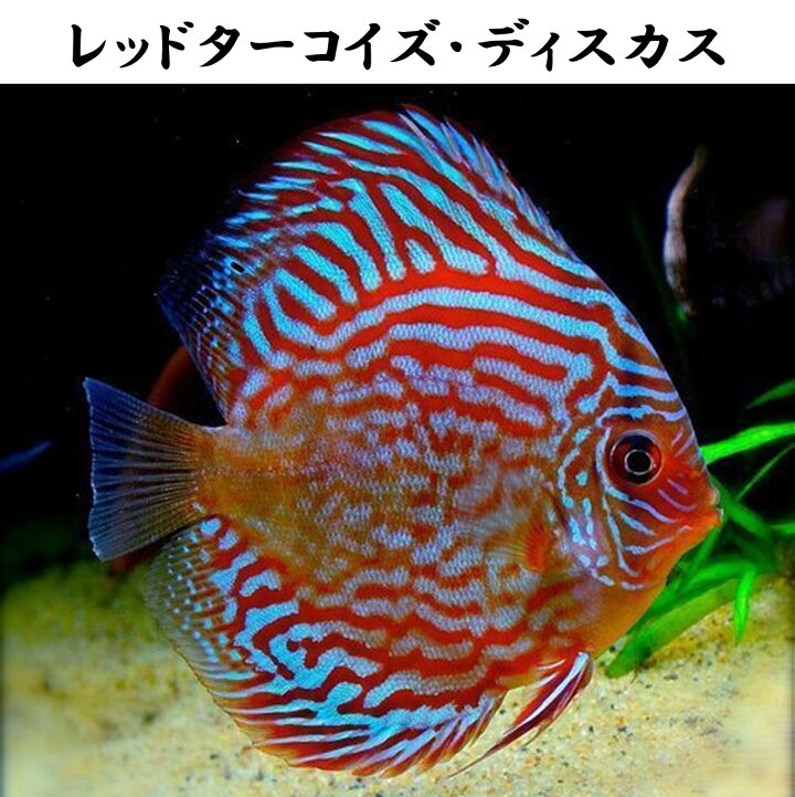 楽天市場】【送付無料・お買い得】レッドターコイズ・ディスカス 約 