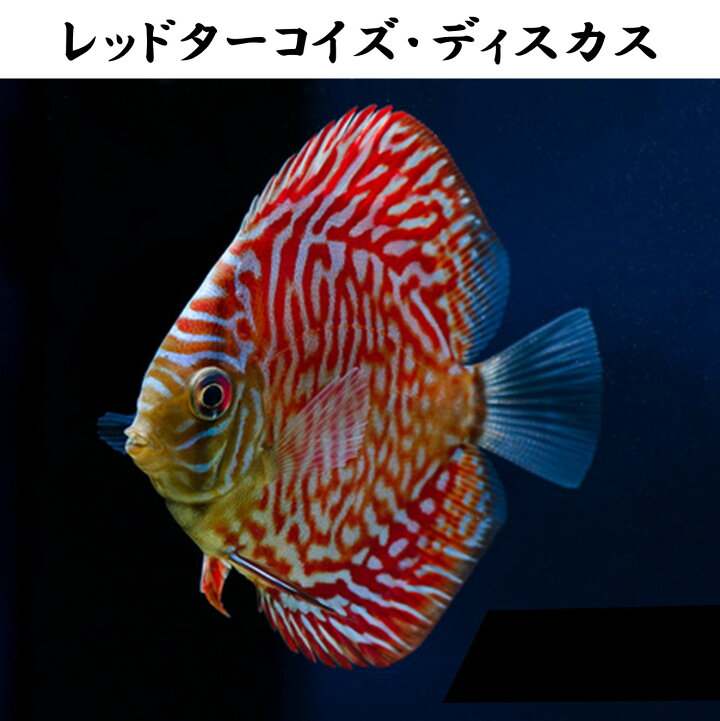 楽天市場】【送付無料・お買い得】レッドターコイズ・ディスカス 約 