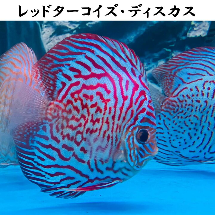 楽天市場】【送付無料・お買い得】レッドターコイズ・ディスカス 約 
