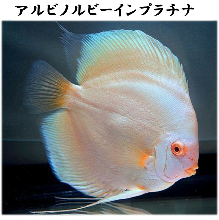 楽天市場】【送付無料・お買い得】アルビノルビーインプラチナ 
