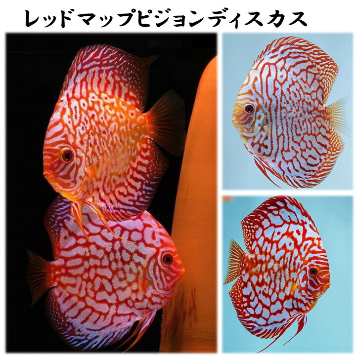 楽天市場】【送付無料・お買い得】レッドマップピジョンディスカス 