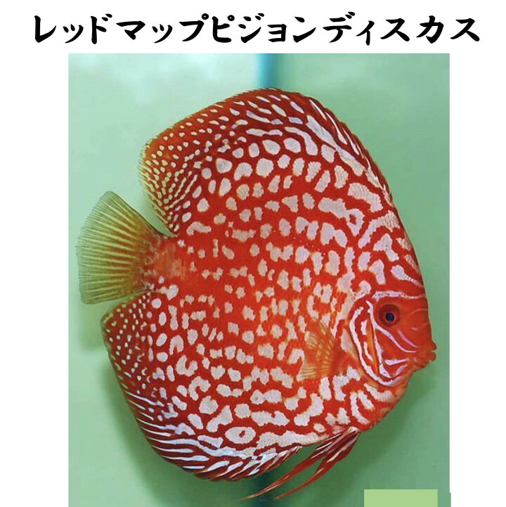 楽天市場】【送付無料・お買い得】レッドマップピジョンディスカス 