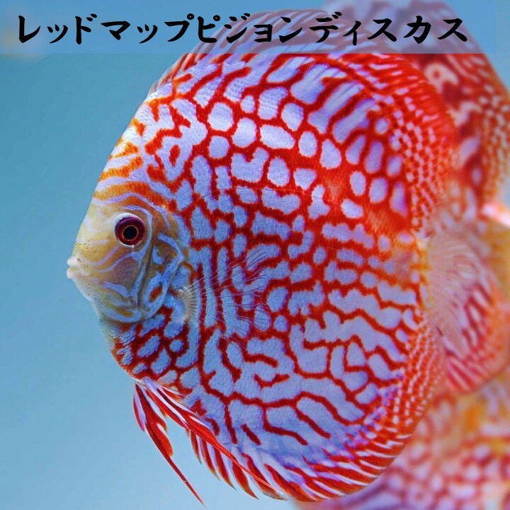 楽天市場】【送付無料・お買い得】レッドマップピジョンディスカス 