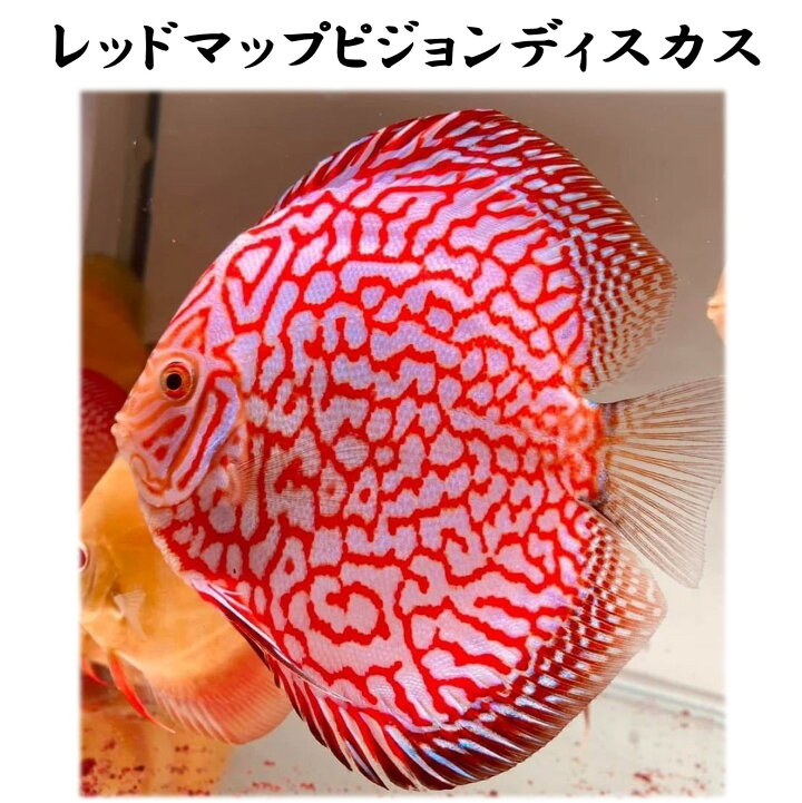 楽天市場】【送付無料・お買い得】レッドマップピジョンディスカス 