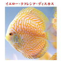 ディスカス パールラフレシア 産卵確認済ペア