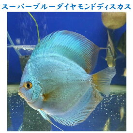 【送付無料・お買い得】スーパーブルーダイヤモンドディスカス 約12cm～13c（1匹）※単体販売 ■サイズ：アダルト (1匹)[生体] 観賞魚（死着保証あり）