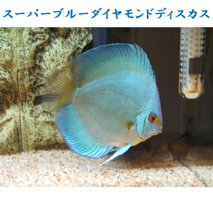 楽天市場】【送付無料・お買い得】スーパーブルーダイヤモンド 