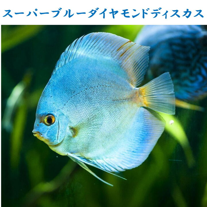 楽天市場】【送付無料・お買い得】スーパーブルーダイヤモンド 