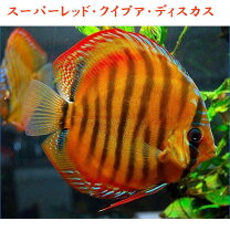 楽天市場】ワイルド ディスカス（熱帯魚・アクアリウム｜ペット 