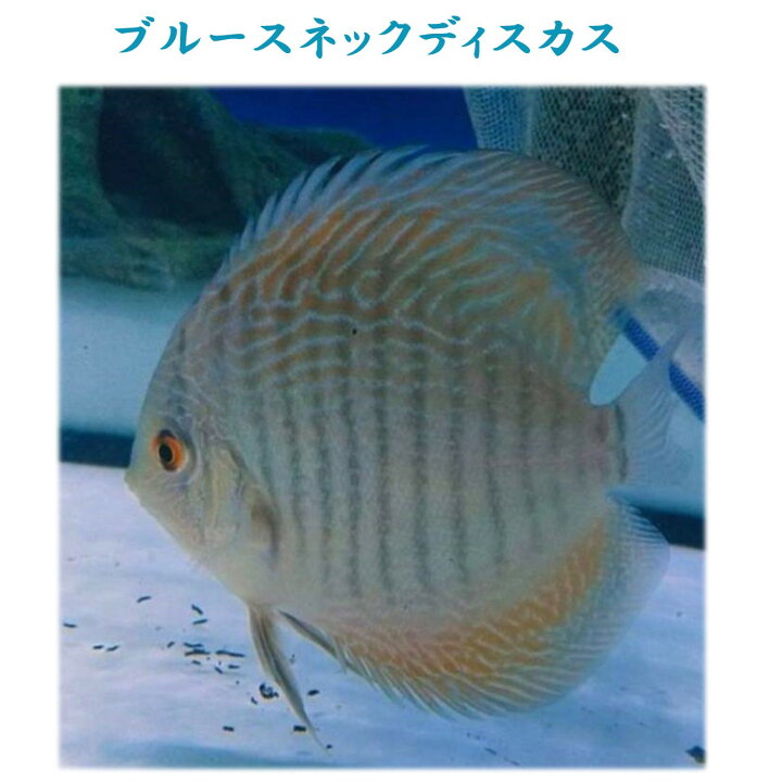 楽天市場】【送付無料・お買い得】ブルースネック・ディスカス 約12cm 