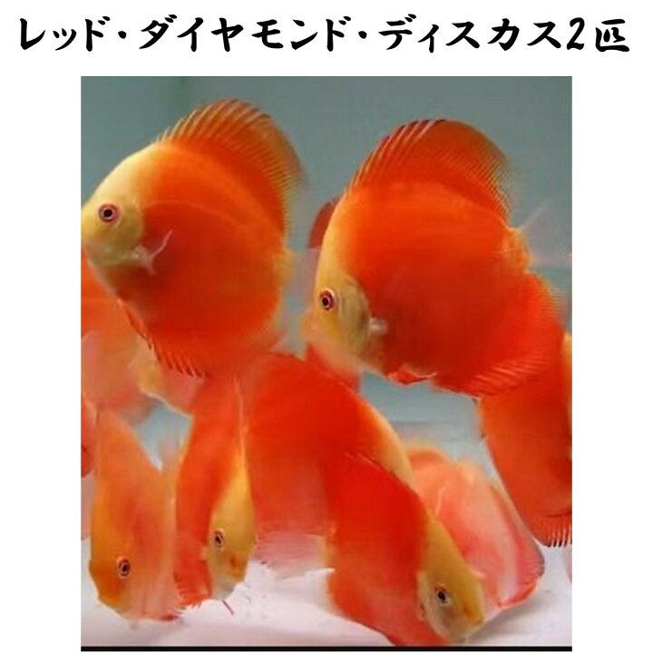 楽天市場】【送付無料・お買い得】レッドダイヤモンドディスカス 6cm 