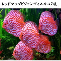 楽天市場】ディスカス レッドメロンの通販