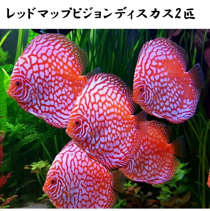 楽天市場】【送付無料・お買い得】レッドマップピジョンディスカス 6cm 