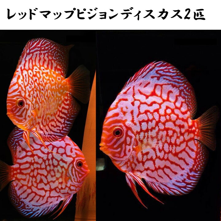 楽天市場】【送付無料・お買い得】レッドマップピジョンディスカス 6cm 