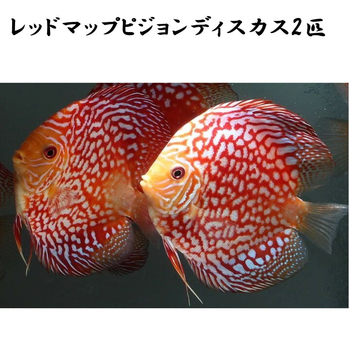 楽天市場】【送付無料・お買い得】レッドマップピジョンディスカス 6cm 