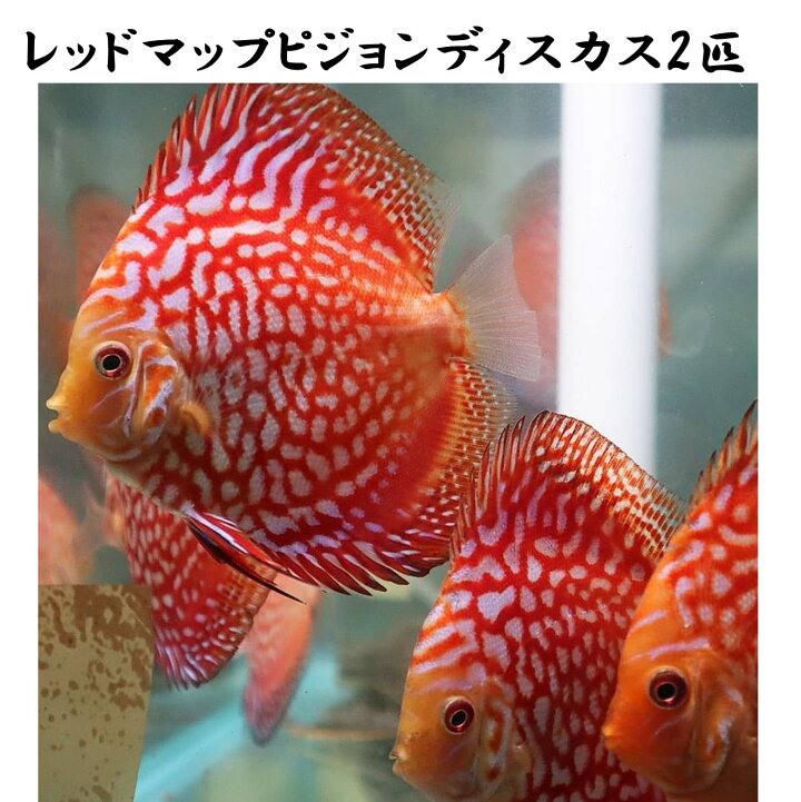 楽天市場】【送付無料・お買い得】レッドマップピジョンディスカス 6cm 