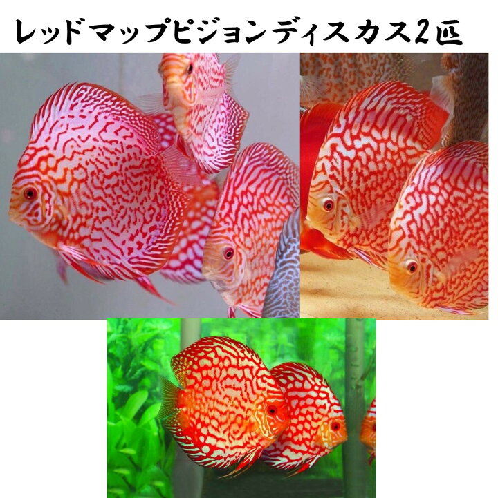 楽天市場】【送付無料・お買い得】レッドマップピジョンディスカス 6cm 