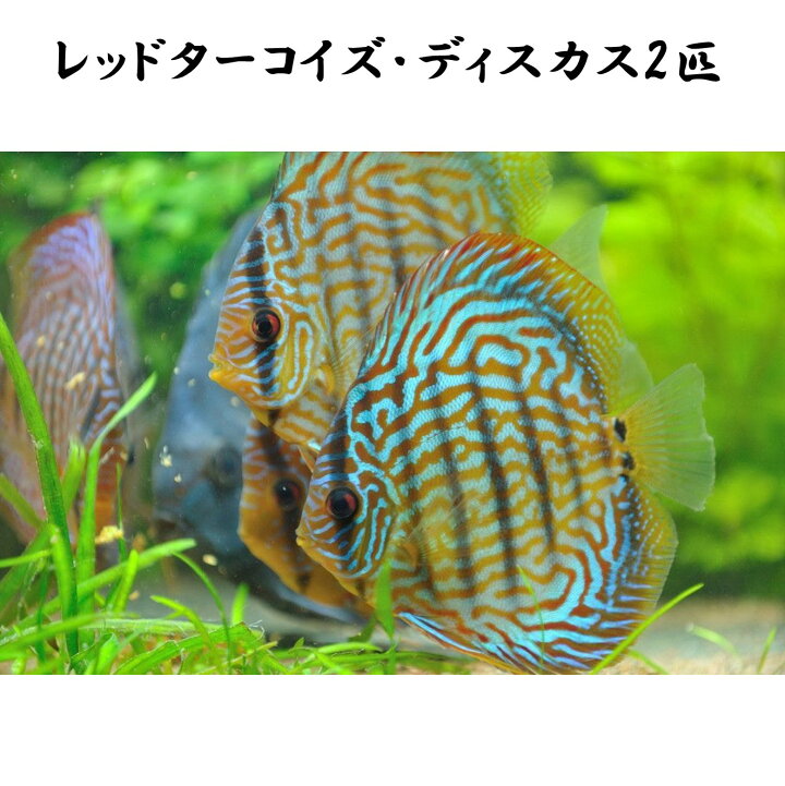 楽天市場】【送付無料・お買い得】レッドターコイズ・ディスカス 6cm 