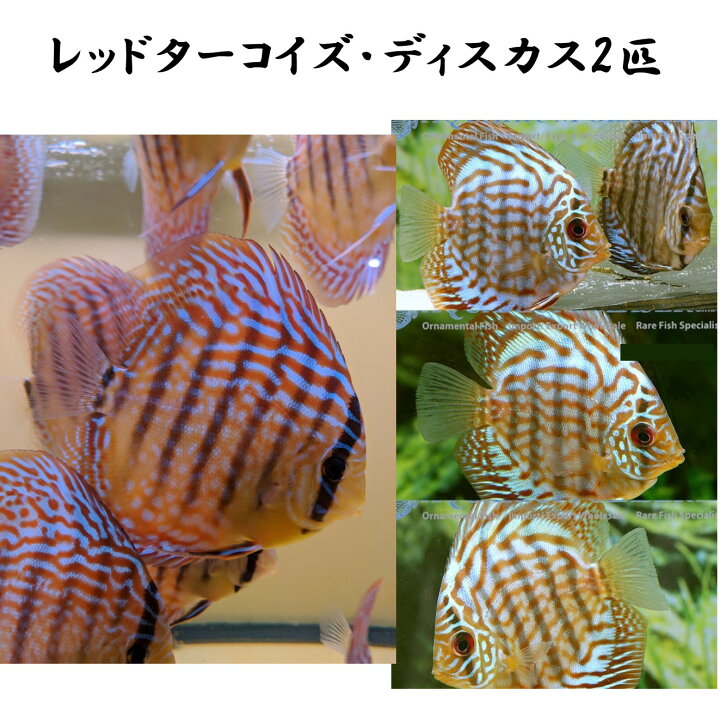 楽天市場】【送付無料・お買い得】レッドターコイズ・ディスカス 6cm 